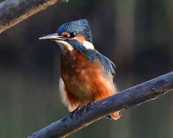 Close-up of bird perching on branch
