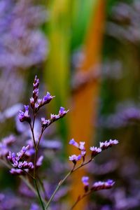 Close-up of purple flowering plant