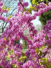 Low angle view of pink flowers on tree