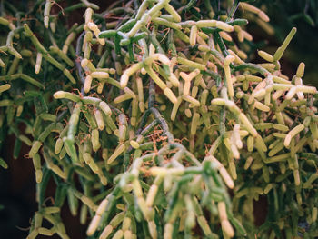 Close-up of green leaves