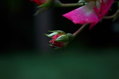 Close-up of rose bud