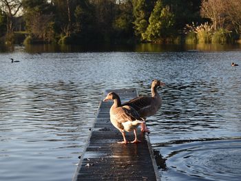 Ducks swimming in lake