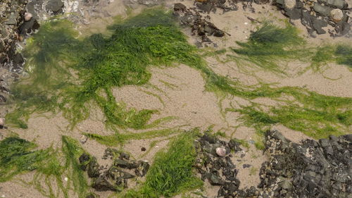 High angle view of green landscape