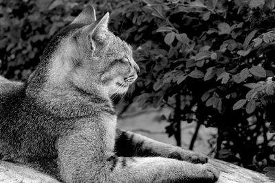 Close-up of cat relaxing outdoors