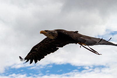 Low angle view of eagle flying in sky