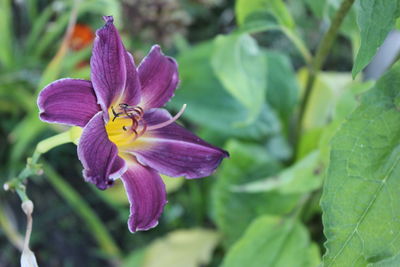 Close-up of purple flowers