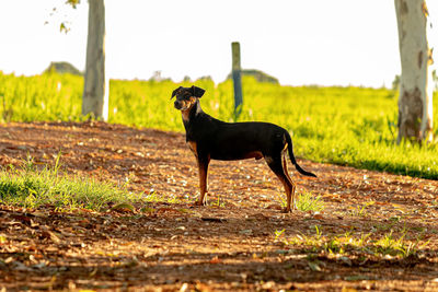 Horse standing on field