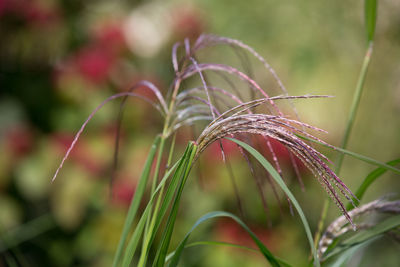 Close-up of plant