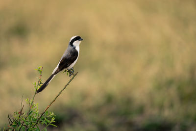 Grey-backed