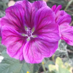Close-up of passion flower blooming outdoors
