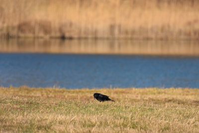 View of a raven on land