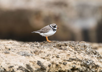 Close-up of little ringed plover perching on rock