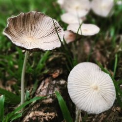 Close-up of mushroom growing on field