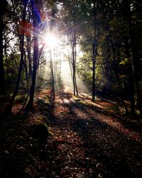 Sunlight streaming through trees in forest