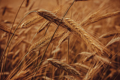 Close-up of stalks in field