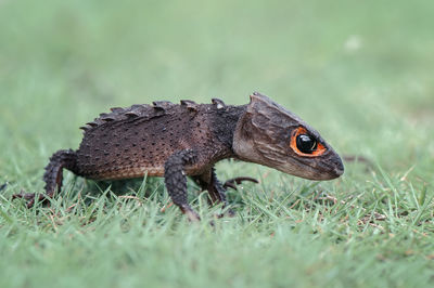 Close-up of skink on grass