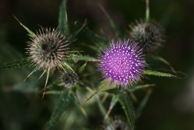 Close-up of thistle flower