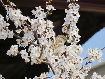 Close-up of white cherry blossom tree