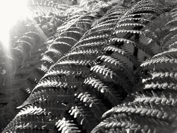 Detail shot of fern