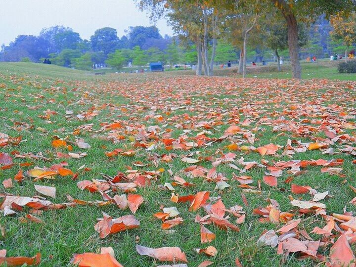 autumn, change, season, leaf, tranquility, beauty in nature, tree, nature, field, fallen, growth, tranquil scene, grass, orange color, leaves, park - man made space, scenics, abundance, day, landscape