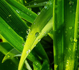 Close-up of wet plant during rainy season