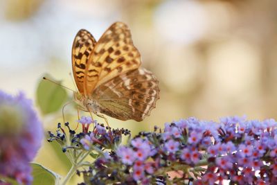 Close-up of butterfly on purple flower