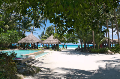 Palm trees on beach