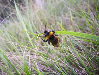 Close-up of bee pollinating on flower