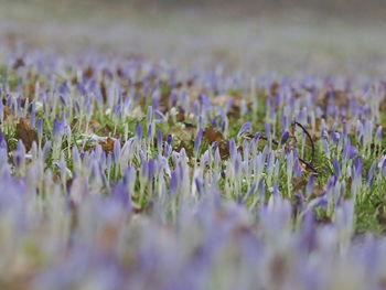 Close-up of purple flowering plants on field