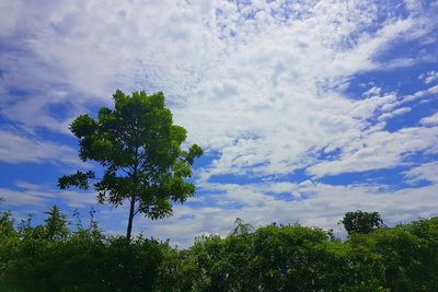 Tree against sky