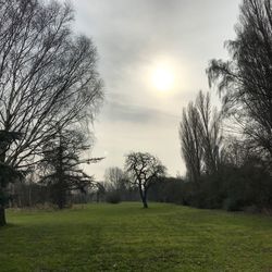 Trees on field against sky