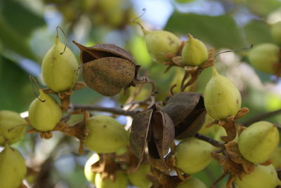 Close-up of fruit growing on tree