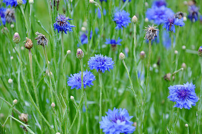 Close-up of purple flowering plants on field