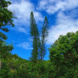 Low angle view of trees against sky