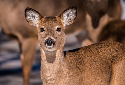 Close-up portrait of deer