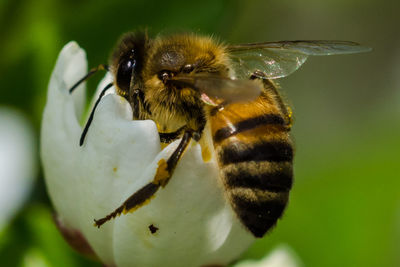 Close-up of bee on white flower