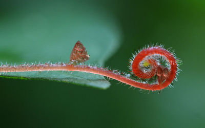 Close-up of fresh green plant