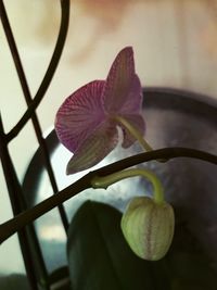 Close-up of flower blooming outdoors