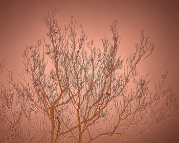 Close-up of silhouette birds against sky during sunset