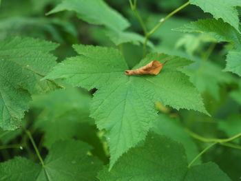 Close-up of insect on leaves