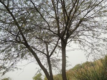 Low angle view of bare trees against sky