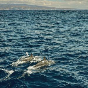 Dolphins swimming in sea against sky. gran canaria. stupid algorithm suggests spain,usa