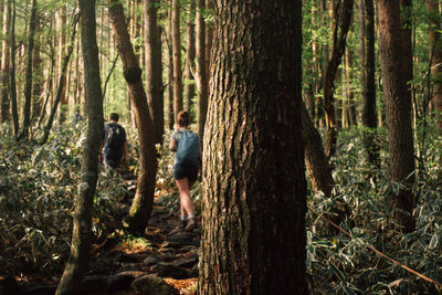 Trees in forest