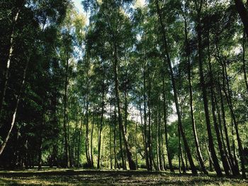 Low angle view of trees in forest