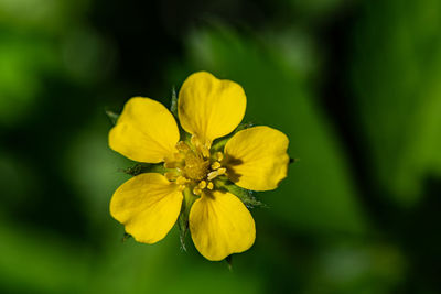 Close-up of yellow flowering plant