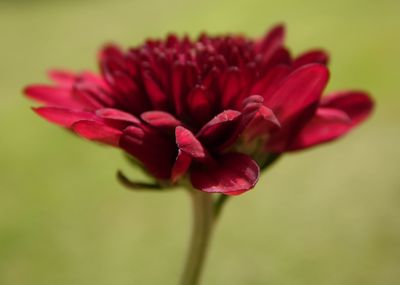 Close-up of pink flower