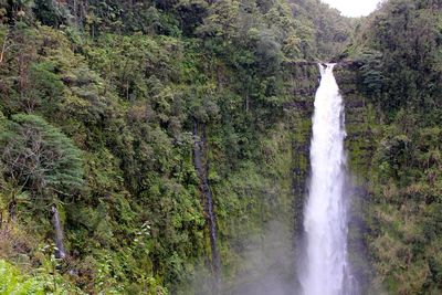 View of waterfall in forest