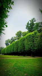 Trees growing on field