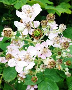 Close-up of white flowers