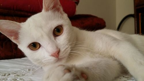 Close-up portrait of white cat lying on bed